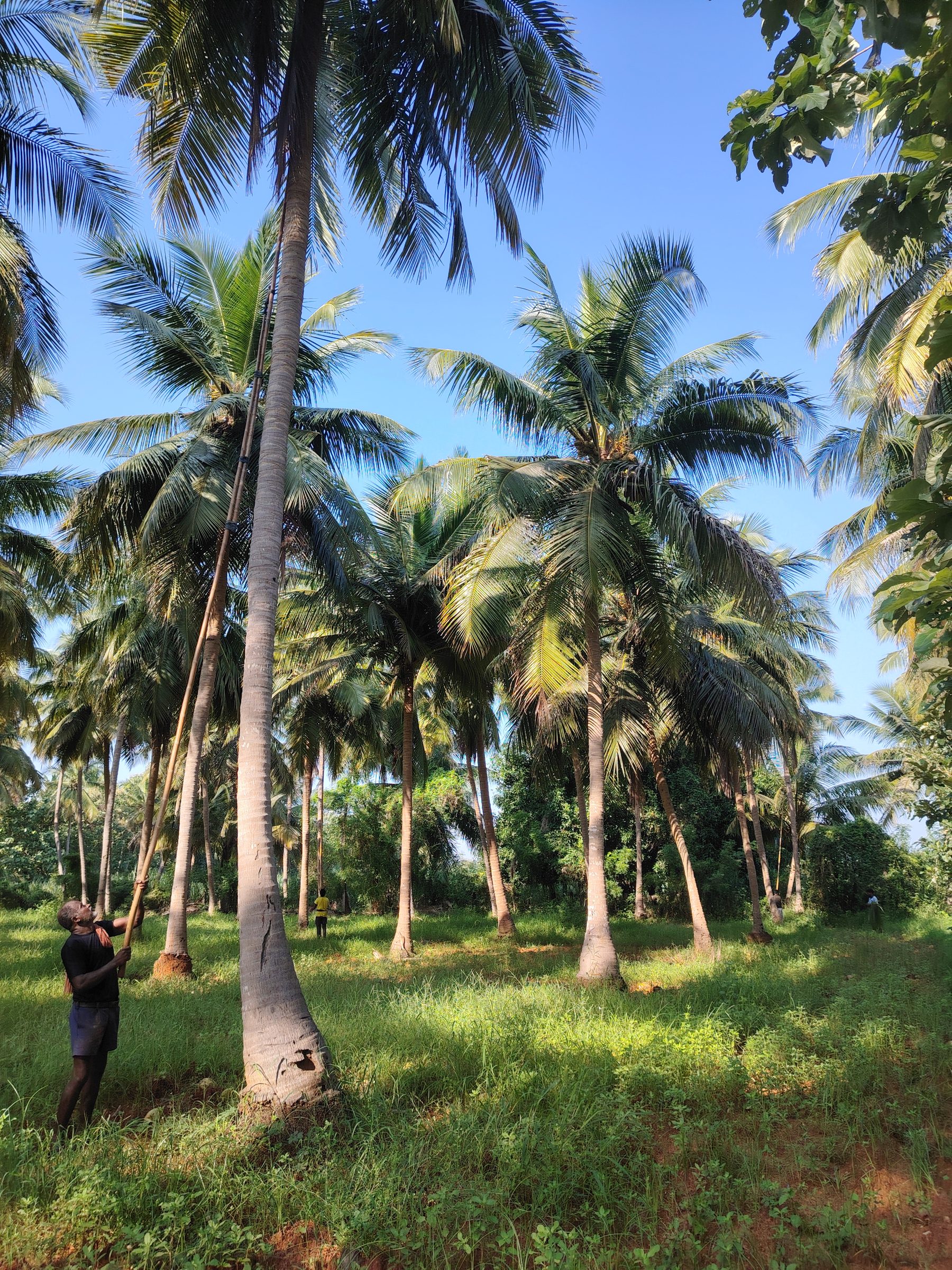 SMKR Farm — early-morning plantation